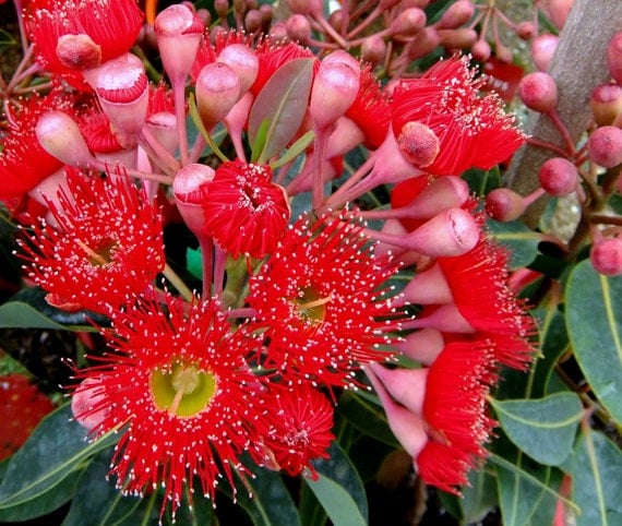 Red Eucalyptus Hummingbird Tree 25 seeds Corymbia