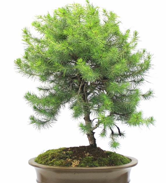 Italian Stone Pine Tree Seeds Bonsai Pinus pinea by SERENDIPITYLN