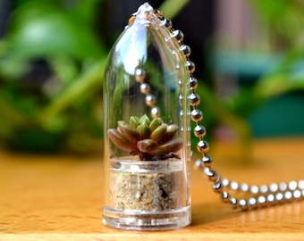 Little Gemstone Live Terrarium Necklace / Terrarium Jewelry / Girlfriend Gift / Succulent Plant