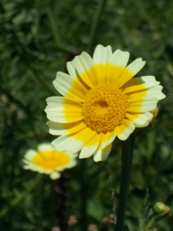 Edible Chrysanthemum Greens, Salad Greens, , Shungiki greens, Japanese 