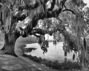 Black White Willow Tree Wall Art Photography Home Decor Matted Picture