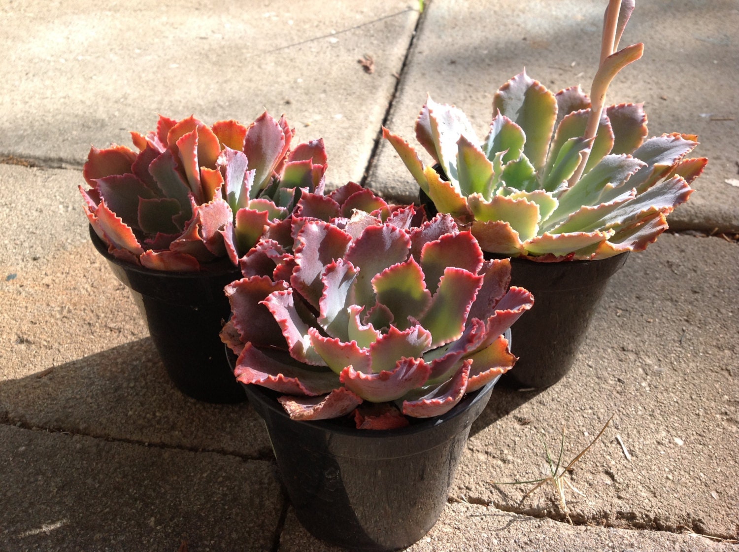 Succulent Echeveria Neon Breaker Truly A Beautiful Hybrid 9564