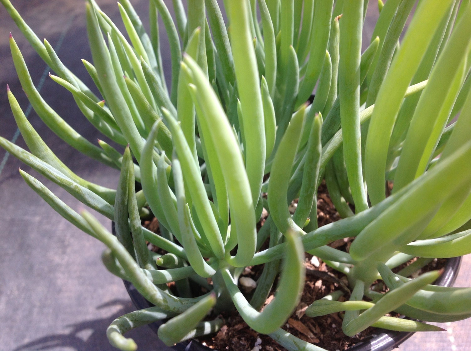 Succulent Plant Senecio mandraliscae Blue Chalk Stick