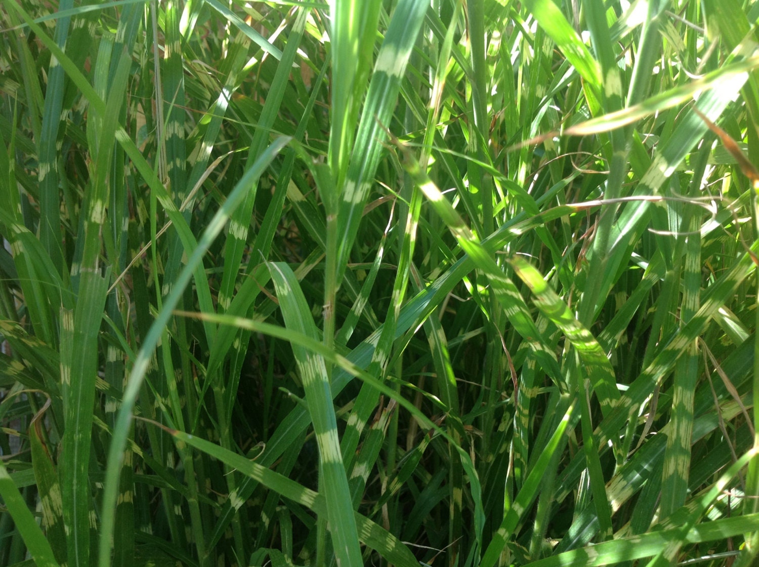 Zebra Grass Seeds AND Rooted Plant Pack of 40 Seeds grows at