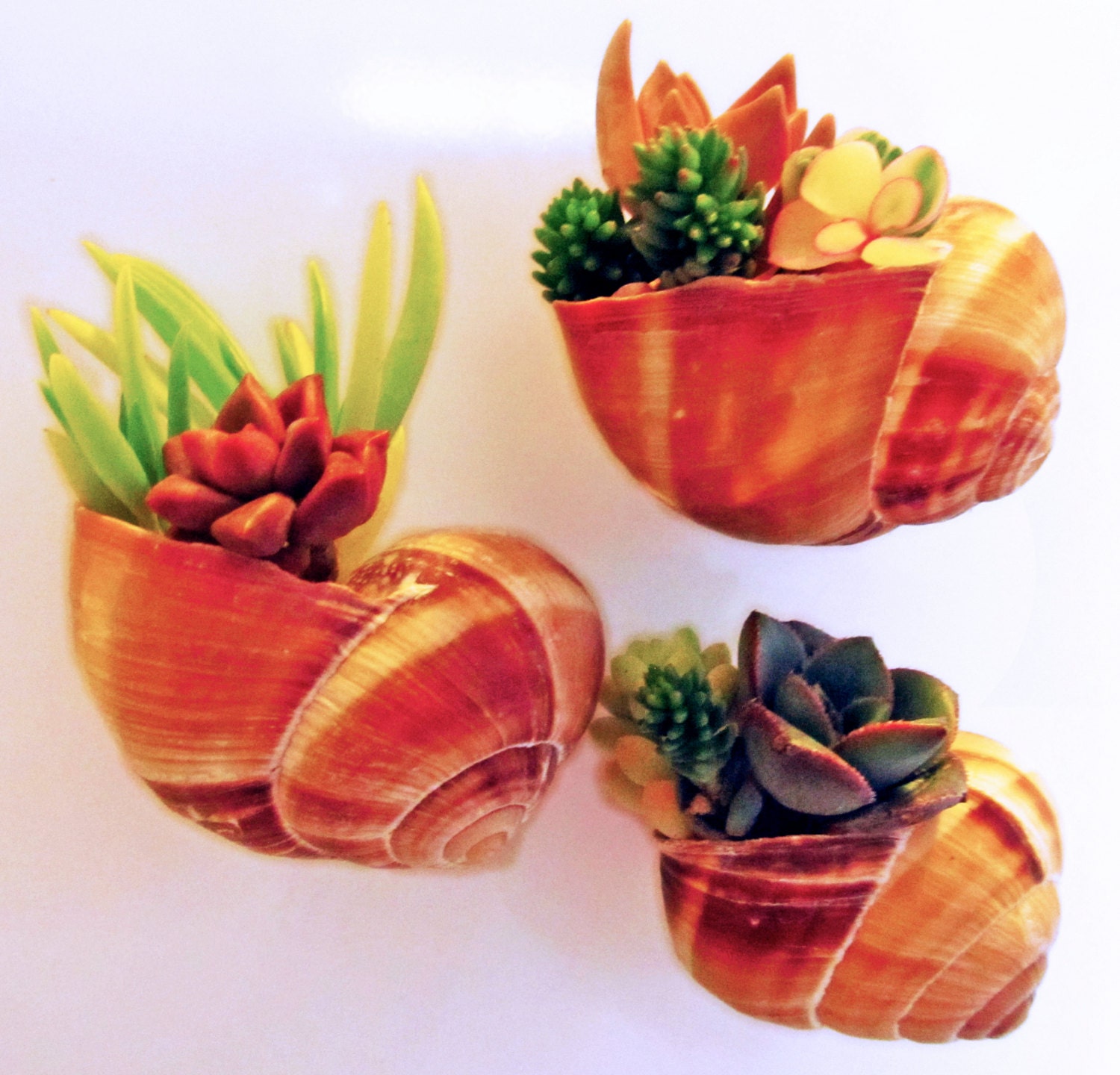 3 Adorable Snail Shell Succulent Planters by TheLovelySuccubent