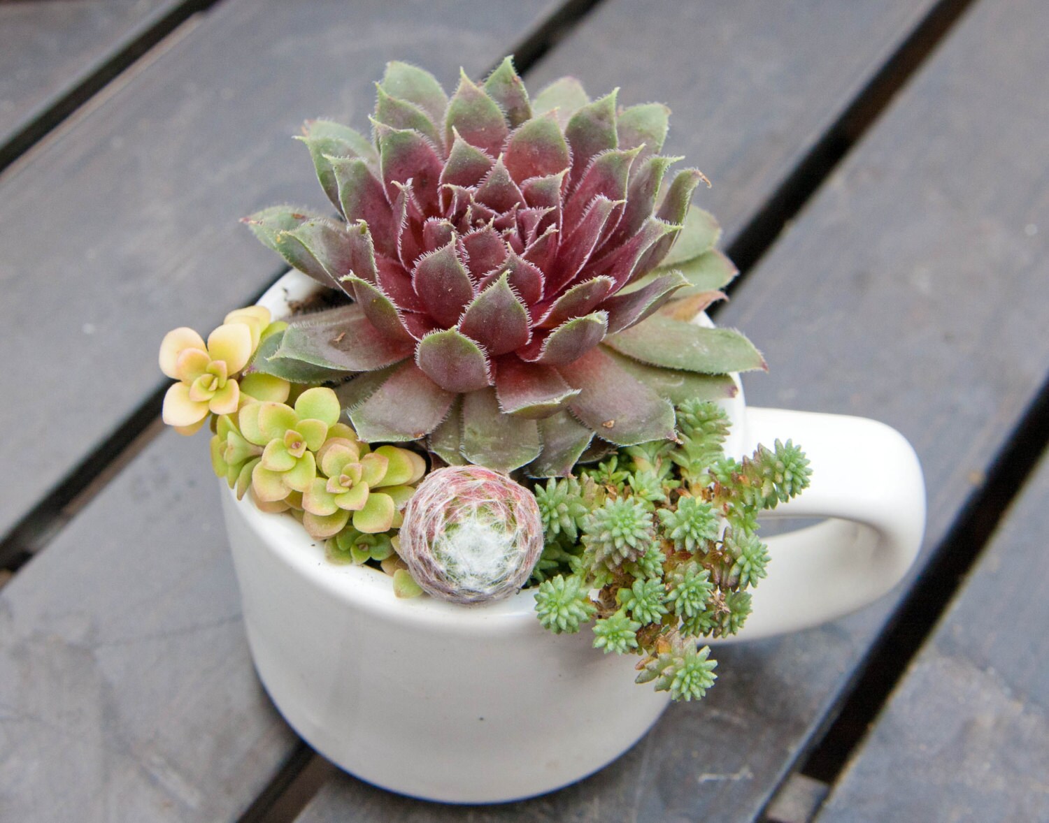 RESERVED for tinySucculent arrangement in white espresso cup