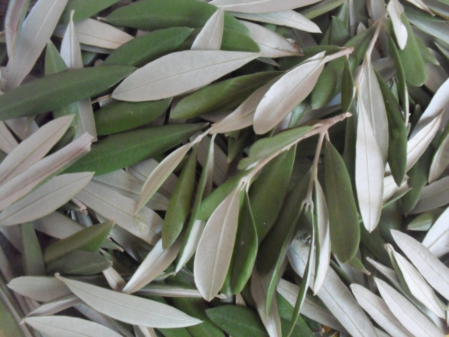 Dried Olive leaves for tea and herbal infusions
