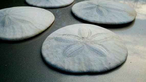 Five Pacific Sand Dollars