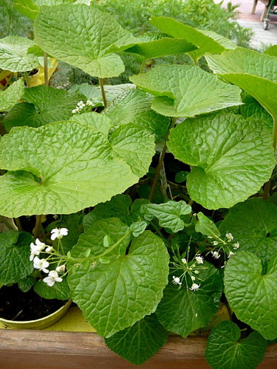 Wasabi Japanese Horseradish Grow Indoors/Out by HirtsGardens