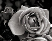 Black and White Rose Photograph, Nature Photography, Wall Art Print, Flower Photography, Dark Photo, Gray Black and White Rose Photograph, Nature Photography, Wall Art Print, Flower Photography, Dark Photo, Gray