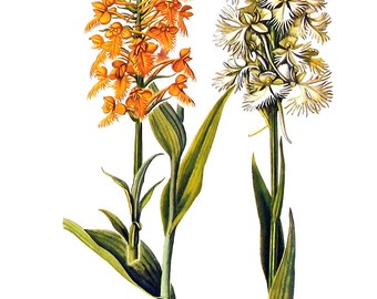 Botanical Print - Yellow Fringed Orchis, Prairie Fringed Orchis - 1954 Vintage Book Page - 11 x 8
