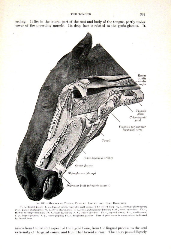 Horse Anatomy 1917 Animal Anatomy By Mysunshinevintage On Etsy