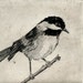 Chickadee, Fine Art Etching