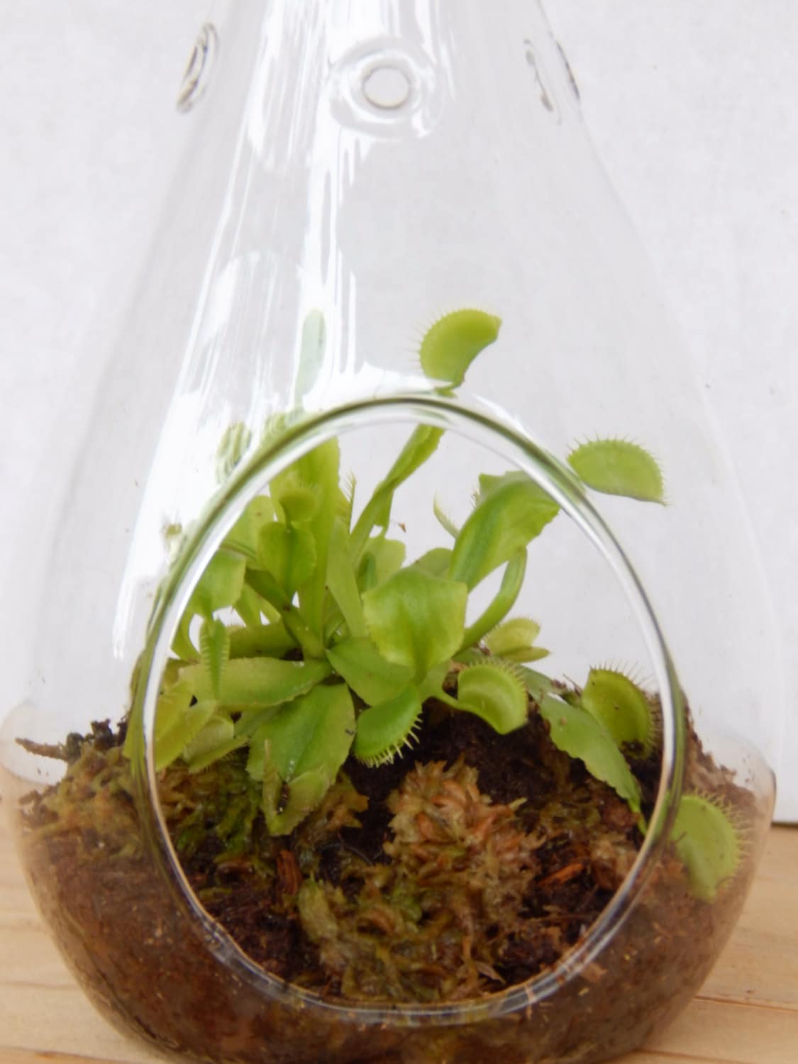 Venus Fly Trap Terrarium