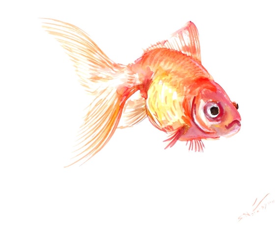 Goldfish original watercolor painting 8 X 10 in fish art