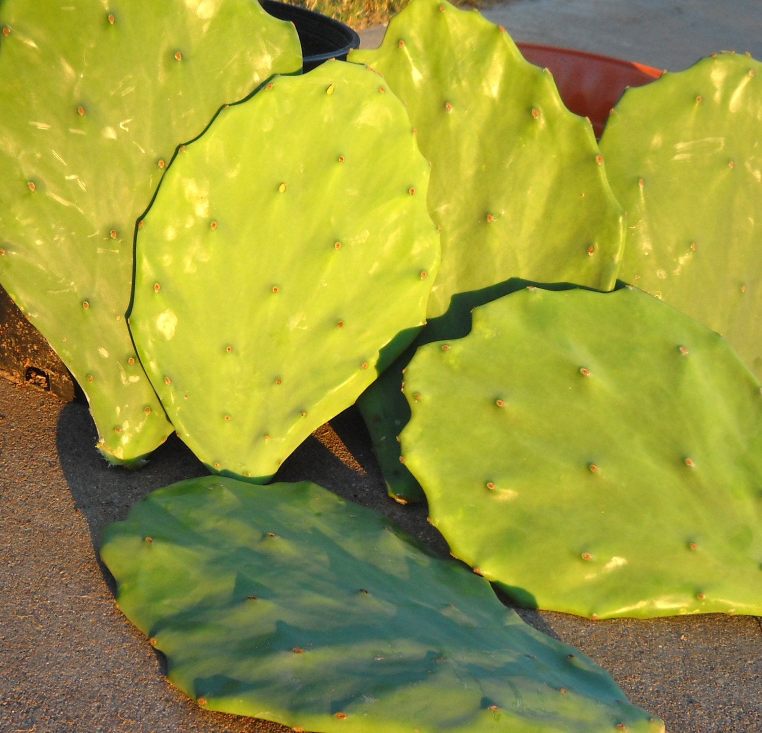 1 Cutting, Spineless Prickly Pear Cactus Pad, Opuntia Gomei, Old Mexico, Nopal