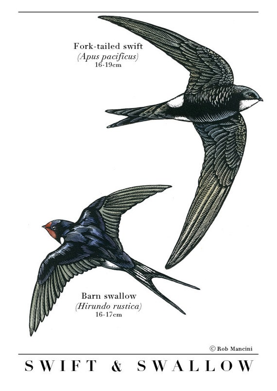 bird illustration swift and swallow bird art by bird illustration swift and swallow bird art by
