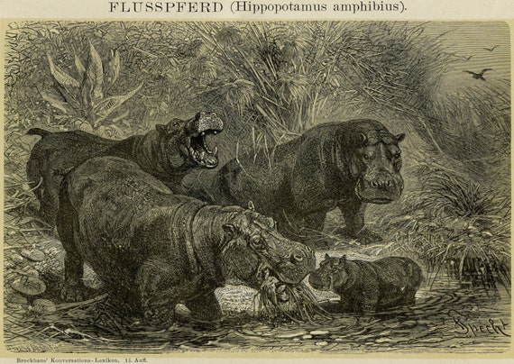 1894 Matted Hippo Family Print by AntiquePrintBoutique on Etsy