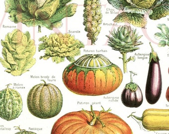 1948 Vintage kitchen decor Vegetable poster Antique botanical print Vegetable art Botanical art French country decor kitchen wall hanging