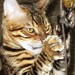 Hot Spotz Bengals