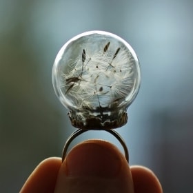 Real dandelion ring , dandelion seed jewelry , good luck ring , dandelion wish , mini terrarium jewellery , botanical jewelry , make a wish