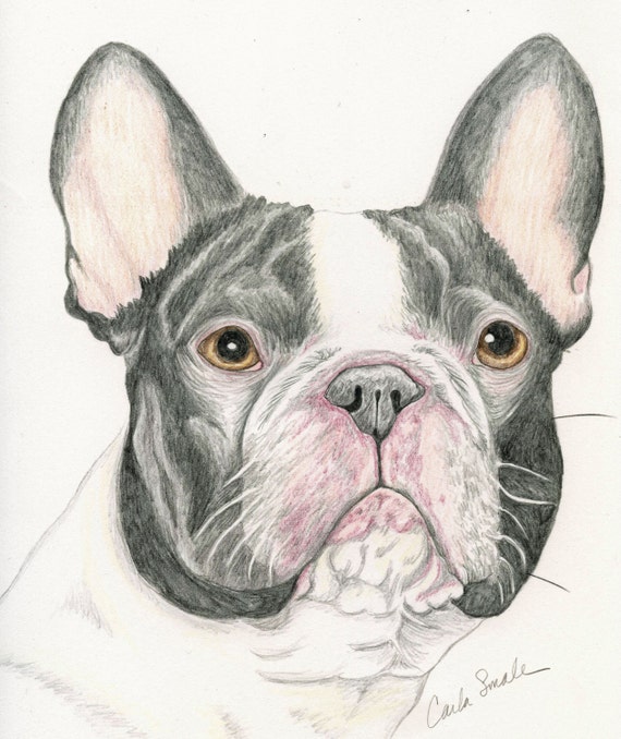 Dibujos De Bulldog A Lapiz Imagui dibujos-de-bulldog-a-lapiz-imagui