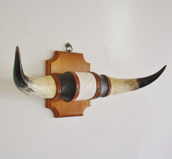 Set of vintage bull horns on wooden plaque steer