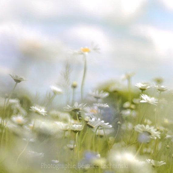 Items similar to Field of daisies. Flower. Pastel. Nature photograph ...