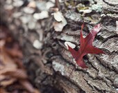 Woodland Tree Photo, Log Photograph, Fine Art Photography, Red Oak Leaf, Rustic Home Decor, Brown, Beige, Nature Print, Autumn, Fall Decor