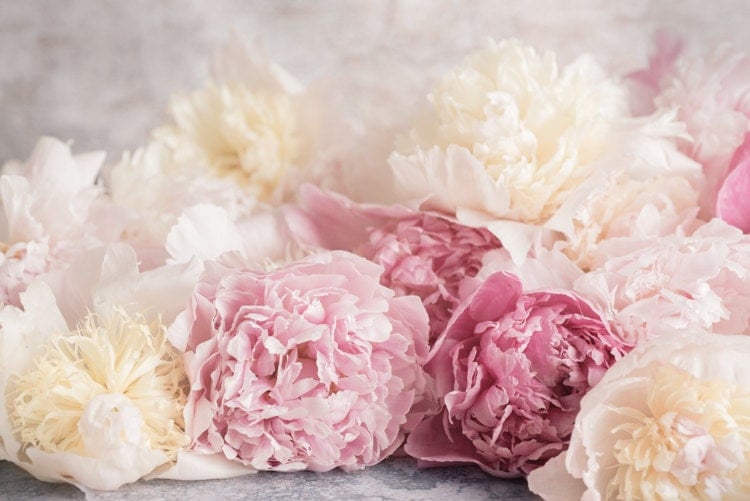 Flower Photography French Peonies Floral Fine Art