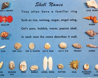 Vintage Florida Postcard Shell Names Sea by savannahsmiles4u