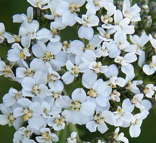 Yarrow White Yarrow Seeds Easy to Grow Perennial with