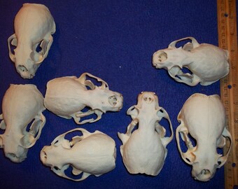 Real animal skull otter bone teeth taxidermy tanned rodent mammal man cave home decor part piece