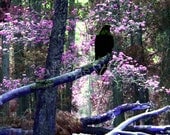 MYSTICAL RAVEN FOREST Surreal Fantasy Photo Twilight Art Print Pink Lavender Purple Black Raven Crow Trees Colorful Forest Choose Size MYSTICAL RAVEN FOREST Surreal Fantasy Photo Twilight Art Print Pink Lavender Purple Black Raven Crow Trees Colorful Forest Choose Size