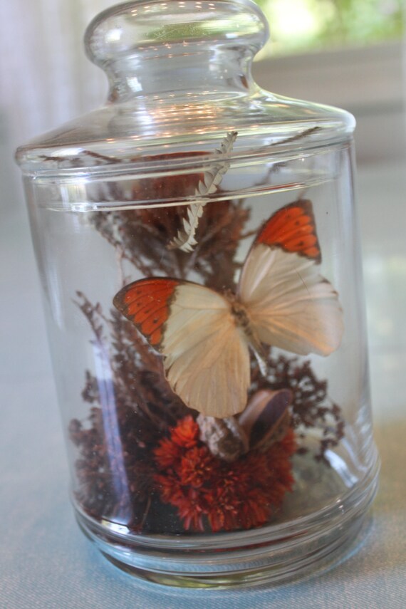 Vintage nature specimen jar / cottage chic / by SpeckledChicken