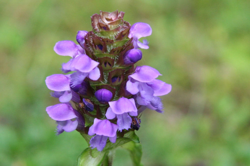 HEALALL seeds / edible plant with traditional healing uses