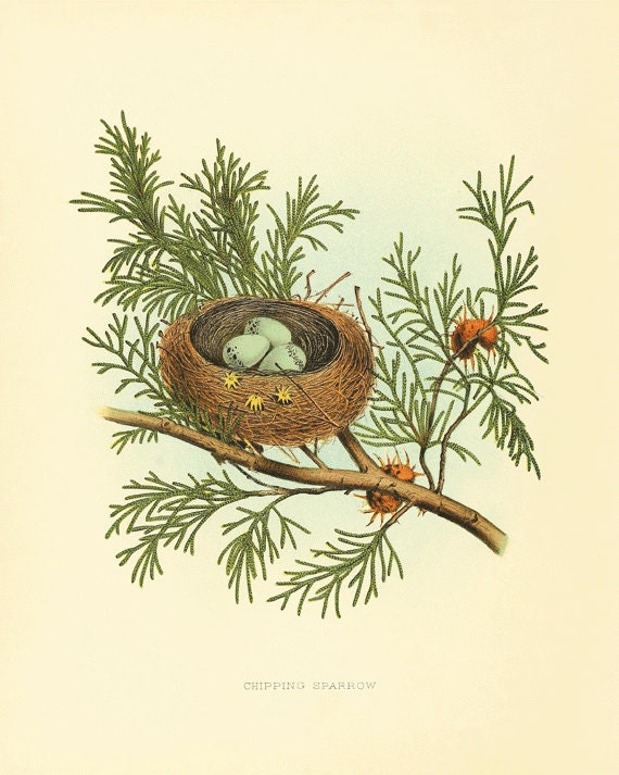Bird nest art antique bird art print vintage garden wall art