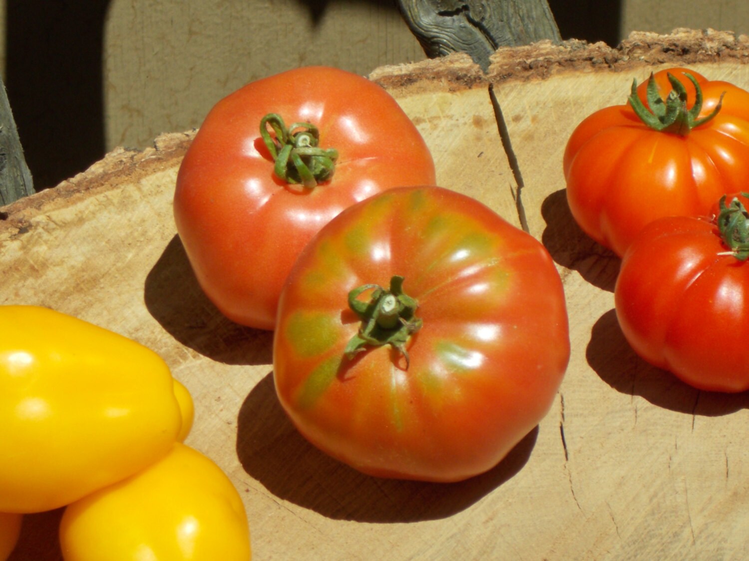 Red Brandywine Tomato Seeds organic seed heirloom tomato
