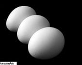 8x10 Eggs Black and White Print
