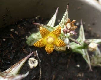 Stapelia Schweinfurthii Caralluma Succulent unrooted Start