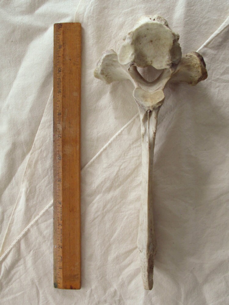 Cow Thoracic Vertebra. Real animal bone. No. 302