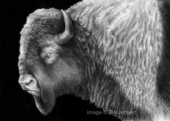 Items similar to Buffalo Ink Drawing. *Signed by Artist* on Etsy