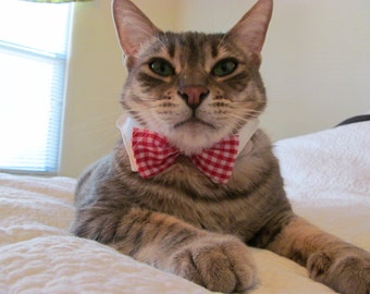 Classy cat white shirt collar & red/ white gingham bowtie