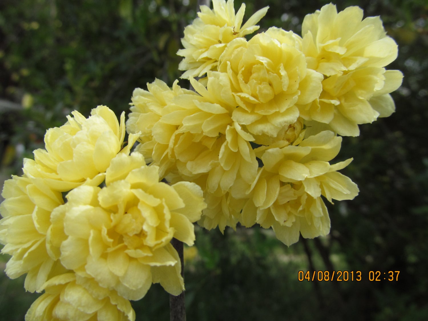 Lady Banks Yellow Climbing Rose Plant starter plant