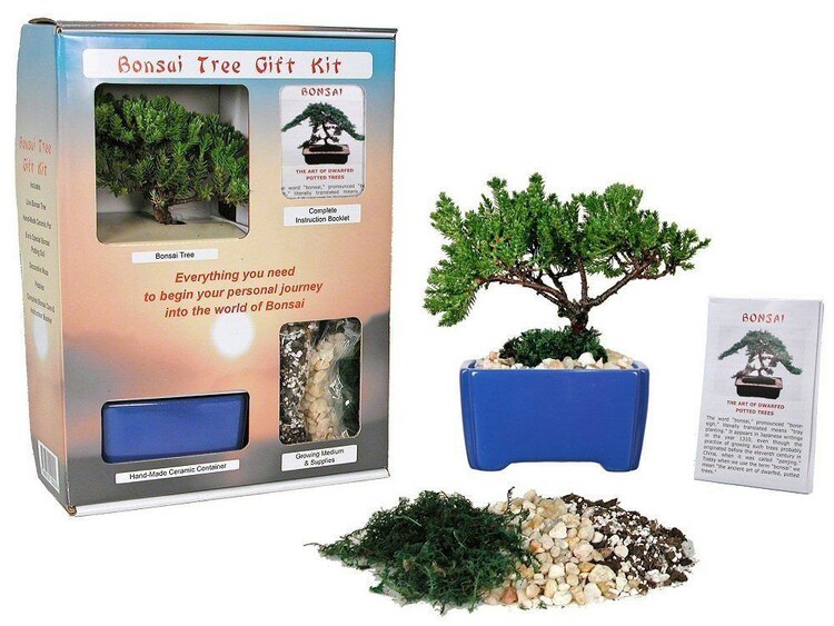 Live Japanese Juniper Tree Bonsai Tree Gift Kit by