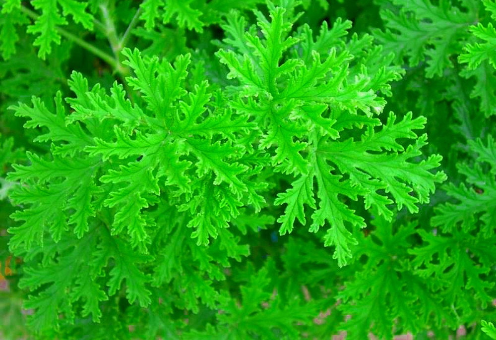 citronella mosquito plant west nile virus 4 quot pot from hirtsgardens on etsy studio citronella mosquito plant west nile virus 4 quot pot from hirtsgardens on etsy studio