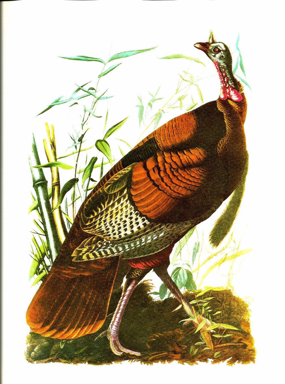 Bird Print Wild Turkey Gobbler Vintage Art Print Audubon