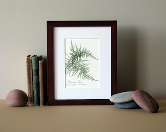 Pressed fern print, 8" x 10" matted, Plumosa fern, green woodland fern, botanical art, no. 025