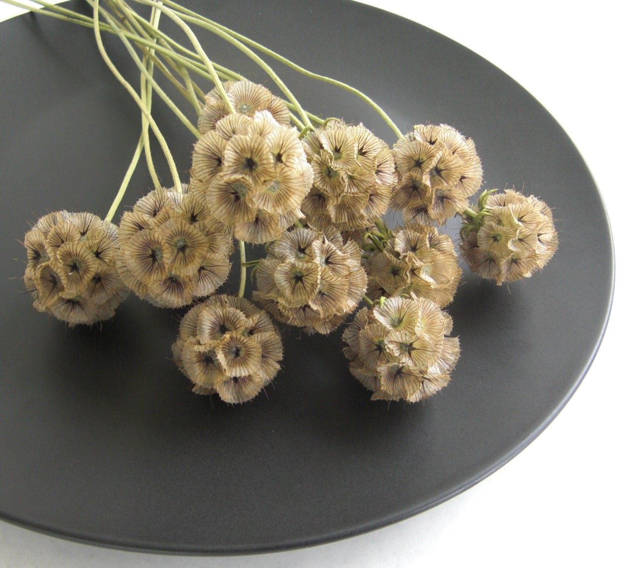 Dried Scabiosa Pods long stem naturally dried flowers great