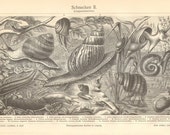 1906 Land Snails, Freshwater Snails and Slugs Original Antique Engraving to Frame